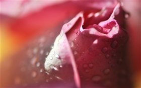 Rose macro photography, petals, pink, water drops HD wallpaper