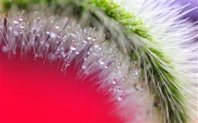 Setaria close-up, water, dew