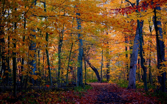 Trail, forest, trees, autumn, yellow leaves Wallpapers Pictures Photos Images