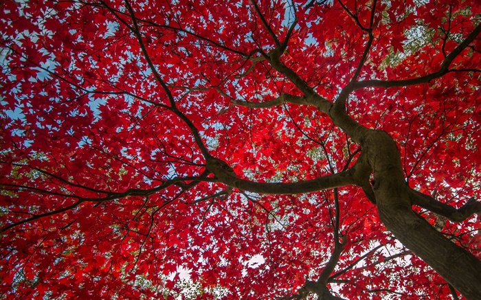 Tree, red leaves, autumn, sky Wallpapers Pictures Photos Images