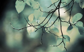 Twigs, leaves, bokeh HD wallpaper