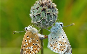 Two butterflies, plant, green background