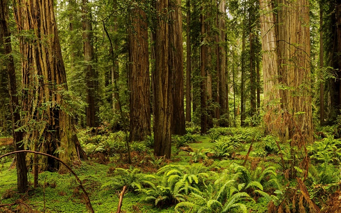 USA, California, Redwood National And State Parks, forest, trees Wallpapers Pictures Photos Images