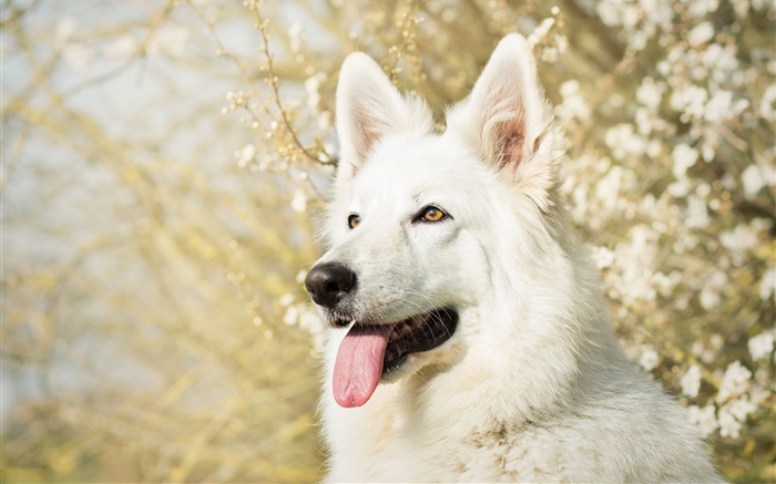 White Swiss shepherd dog Wallpapers Pictures Photos Images