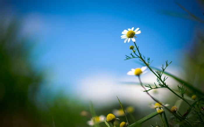 White daisy, flower, blue sky, blurry background Wallpapers Pictures Photos Images