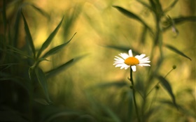 White daisy flower, leaves, blur background