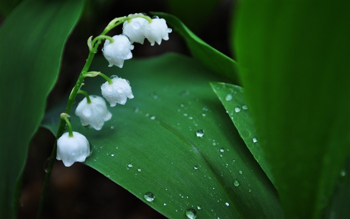 White flowers, green leaves, water drops Wallpapers Pictures Photos Images