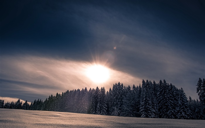 Winter, snow, forest, trees, sunset Wallpapers Pictures Photos Images