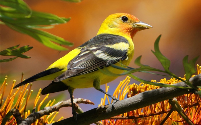 Yellow black feathers bird, beak, branch, leaves Wallpapers Pictures Photos Images