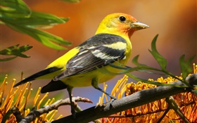 Yellow black feathers bird, beak, branch, leaves