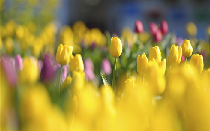 Yellow tulips, flowers, spring, blur Wallpapers Pictures Photos Images