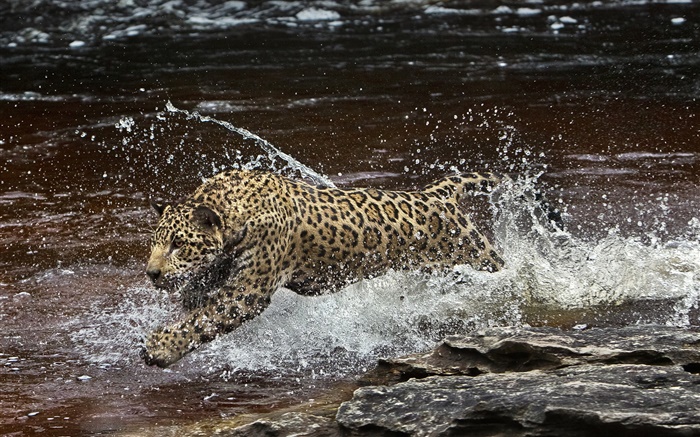 Amazonia river, predator, jaguar running in the water Wallpapers Pictures Photos Images