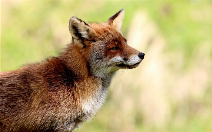 Animals close-up, fox side view, blur background Wallpapers Pictures Photos Images