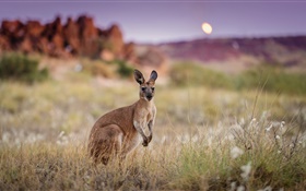 Australia, kangaroo, grass HD wallpaper