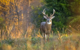 Autumn, deer, horns, trees, grass HD wallpaper
