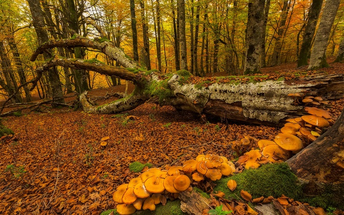 Basque Country, Spain, forest, trees, mushrooms, autumn Wallpapers Pictures Photos Images