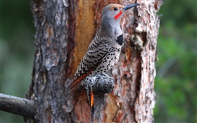 Bird close-up, beak, feathers, tree trunk