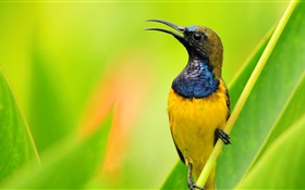 Bird close-up, blue yellow feathers, green background HD wallpaper