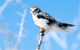 Bird close-up, falcon HD wallpaper