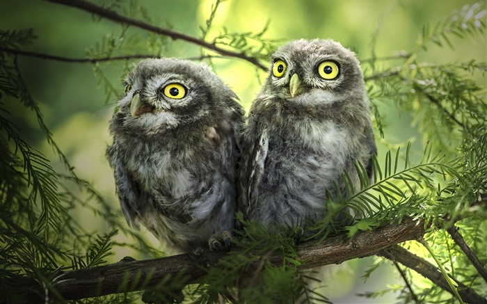 Birds close-up, two owls, tree, leaves Wallpapers Pictures Photos Images