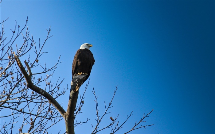 Birds, eagle in tree, blue sky Wallpapers Pictures Photos Images