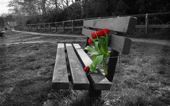 Black and white photo, bench, red tulip flowers Wallpapers Pictures Photos Images