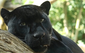 Black panther rest, bokeh