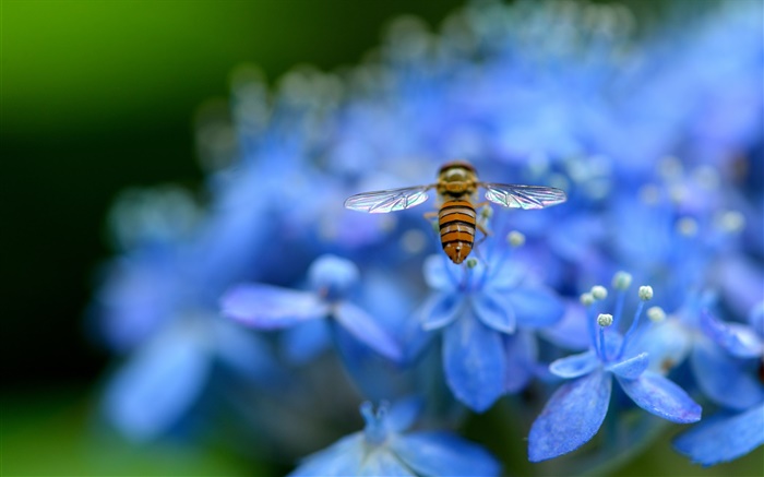 Blue hydrangea flowers, insect, bee Wallpapers Pictures Photos Images