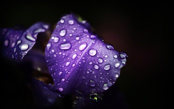 Blue purple flowers, petals, water drops, black background Wallpapers Pictures Photos Images