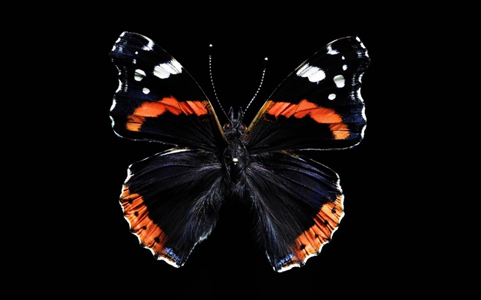 Butterfly beautiful wings, black background Wallpapers Pictures Photos Images