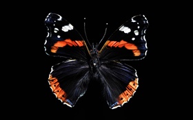 Butterfly beautiful wings, black background HD wallpaper