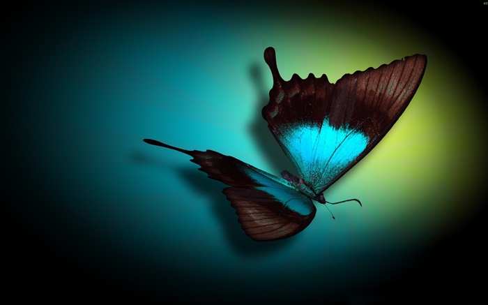 Butterfly close-up, blue, black, light Wallpapers Pictures Photos Images