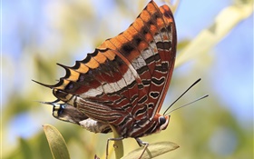 Butterfly close-up, insect HD wallpaper