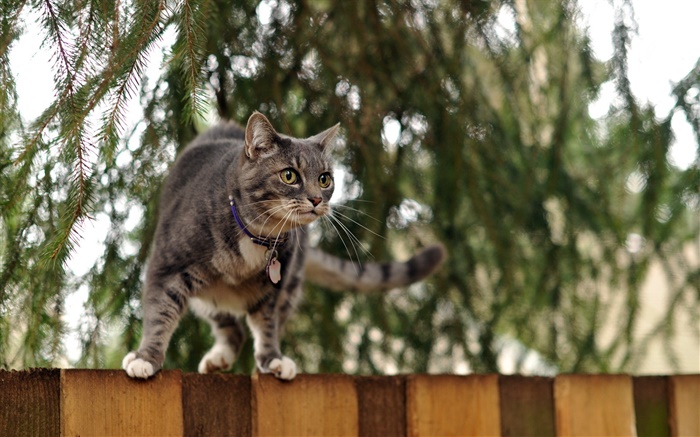 Cat standing at fence top, bokeh Wallpapers Pictures Photos Images