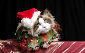 Christmas cat, hat HD wallpaper