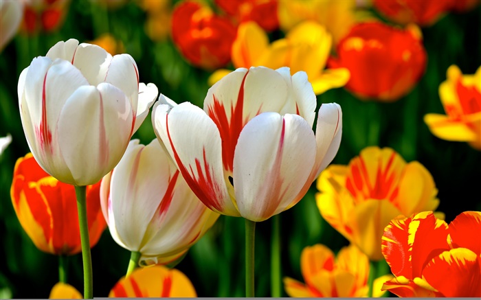 Colorful petals, white red orange, tulips, flowers Wallpapers Pictures Photos Images