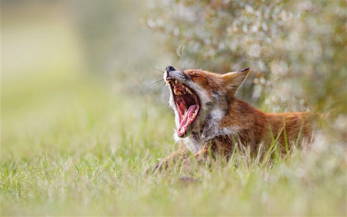 Cute fox yawn, morning, grass, bokeh Wallpapers Pictures Photos Images