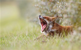 Cute fox yawn, morning, grass, bokeh HD wallpaper
