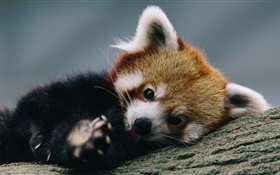 Cute red panda, wood, tree HD wallpaper