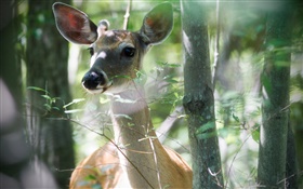 Deer in the forest, twigs, bokeh HD wallpaper