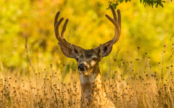 Deer in the grass, horns, autumn Wallpapers Pictures Photos Images