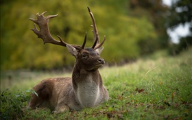 Deer rest, grass HD wallpaper