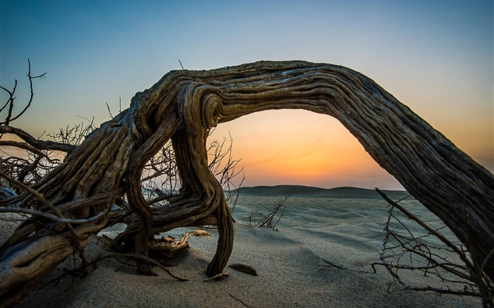 Desert, sunset, sands, deadwood, dusk Wallpapers Pictures Photos Images