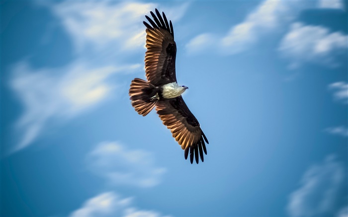Eagle flying, blue sky, wings Wallpapers Pictures Photos Images