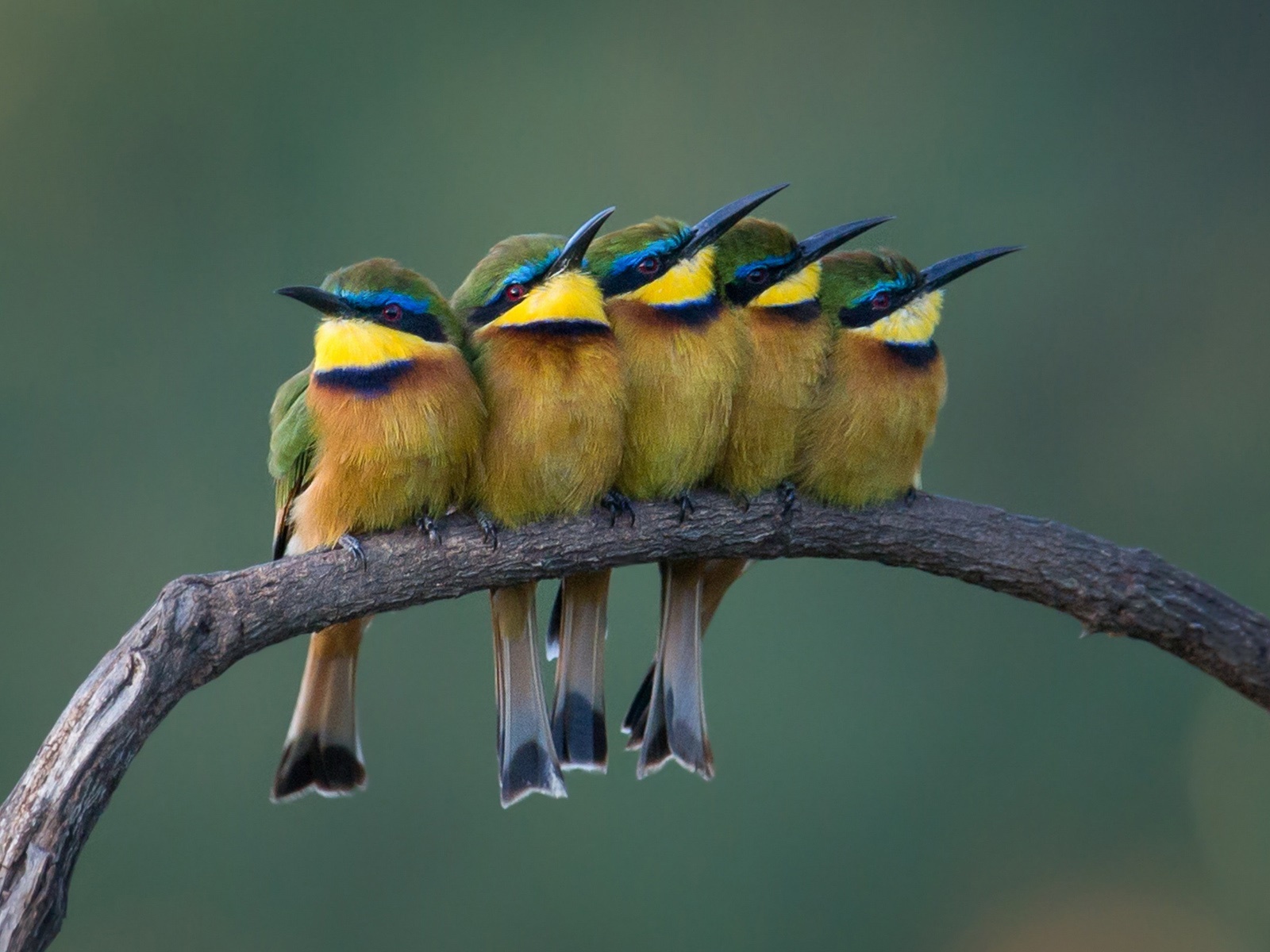 Five Cute Birds Standing On The Tree Branch Desktop Wallpaper