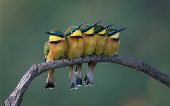 Five cute birds standing on the tree branch Wallpapers Pictures Photos Images