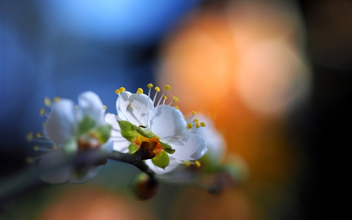 Flowers in garden, white petals, flare, spring, bokeh Wallpapers Pictures Photos Images
