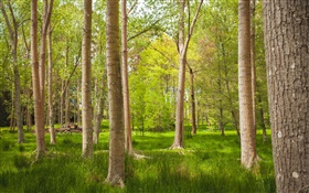 Forest, trees, grass, summer HD wallpaper