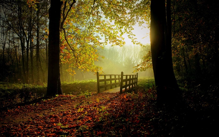 Forest, trees, leaves, path, bridge, sunlight, mist Wallpapers Pictures Photos Images