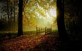 Forest, trees, leaves, path, bridge, sunlight, mist